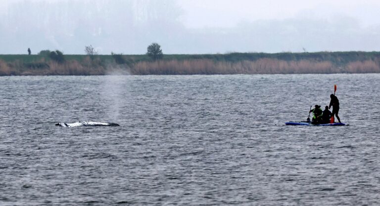 Rettungsaktion für den Buckelwal