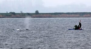 Rettungsaktion für den Buckelwal
