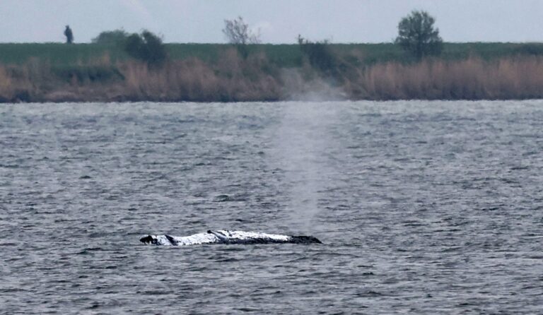 Rettungsaktion für den Buckelwal