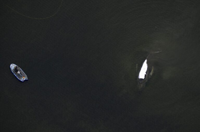 Rettungsaktion für den Buckelwal