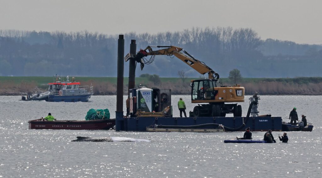 Rettungsaktion für den Buckelwal