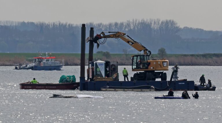 Rettungsaktion für den Buckelwal