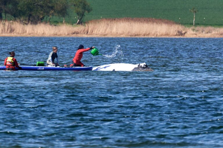 Weitere Entwicklung zum Buckelwal in der Ostsee