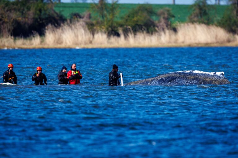 Weitere Entwicklung zum Buckelwal in der Ostsee