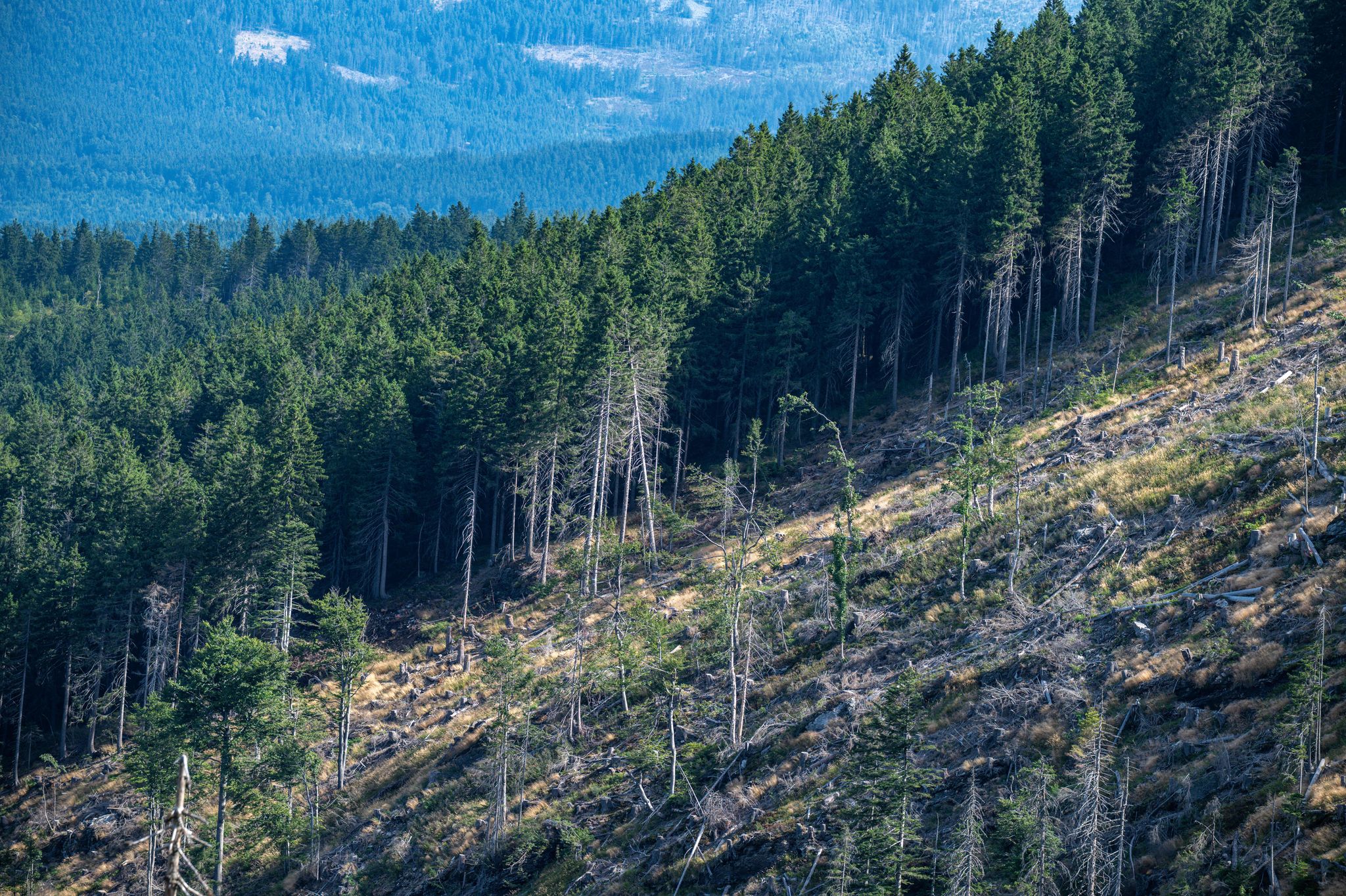 Borkenkäferbekämpfung im Bayerischen Wald