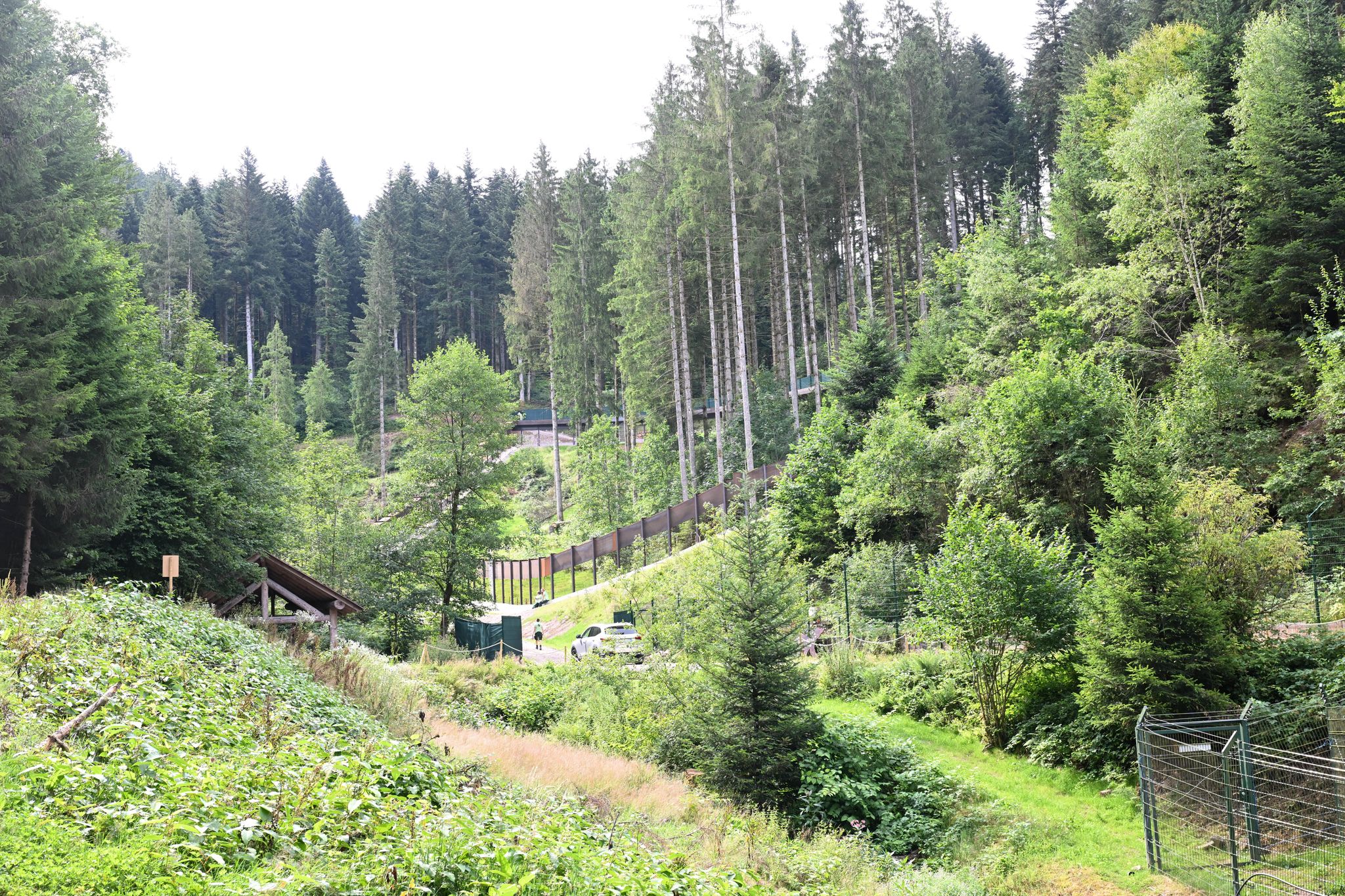 Problembärin Gaia kommt in den Bärenpark