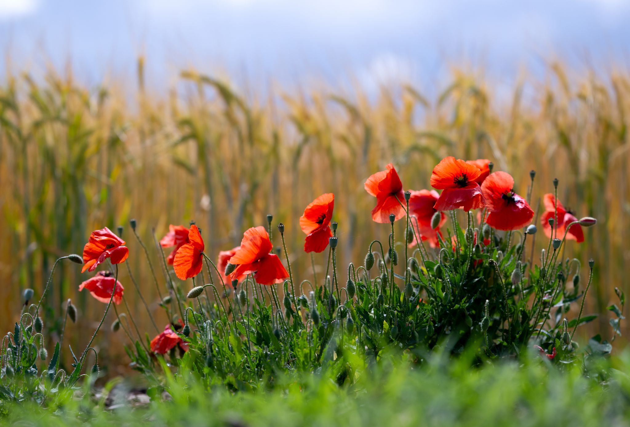Mohnblumen in einem Feld