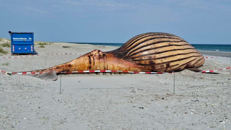 Weitere Entwicklung zum Buckelwal in der Ostsee