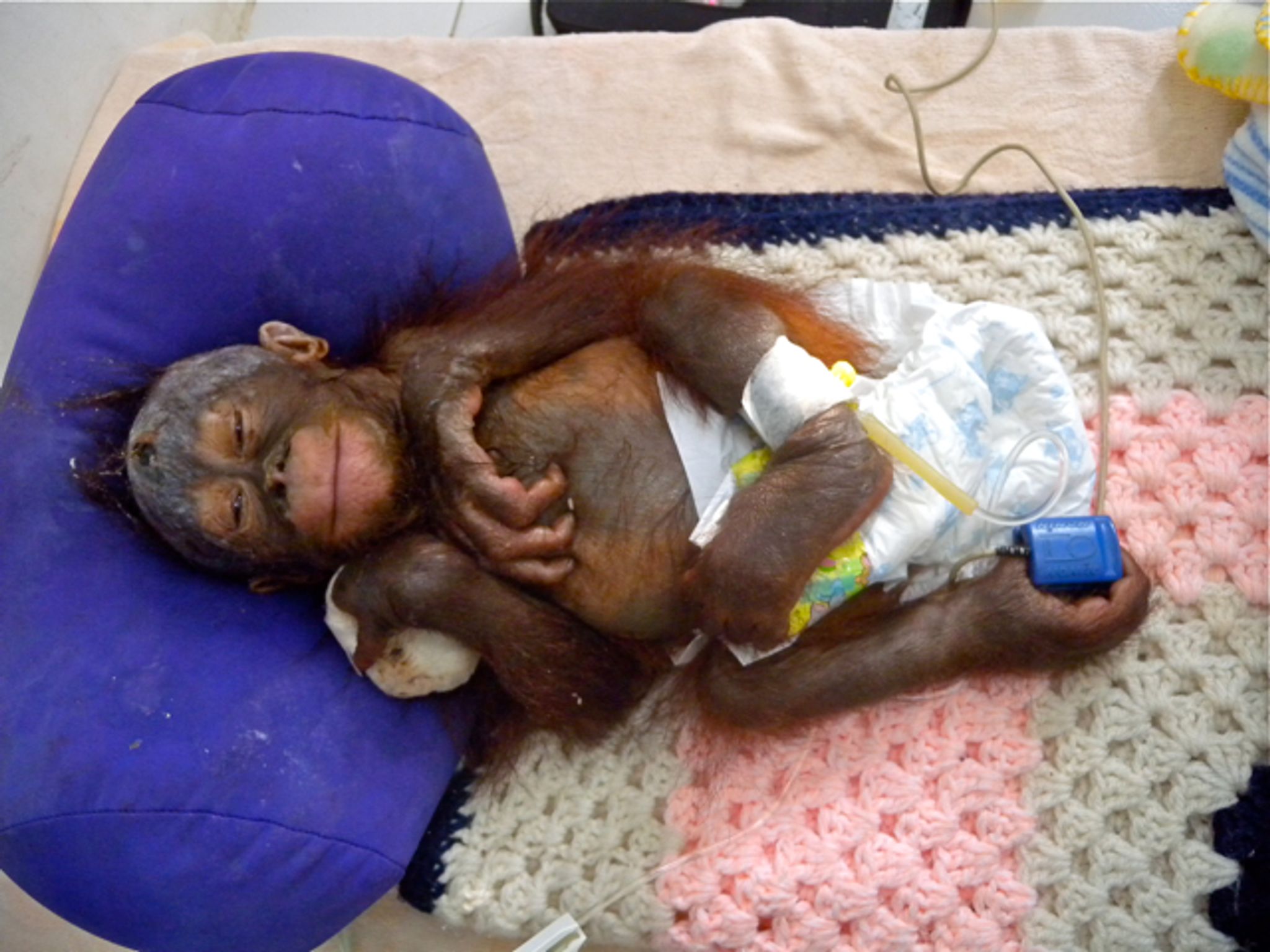 Orang-Utan Himba