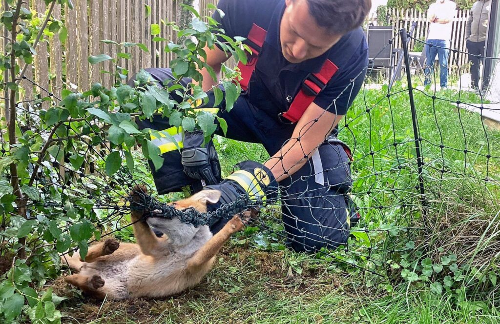 Feuerwehr rettet Fuchs aus Zaun