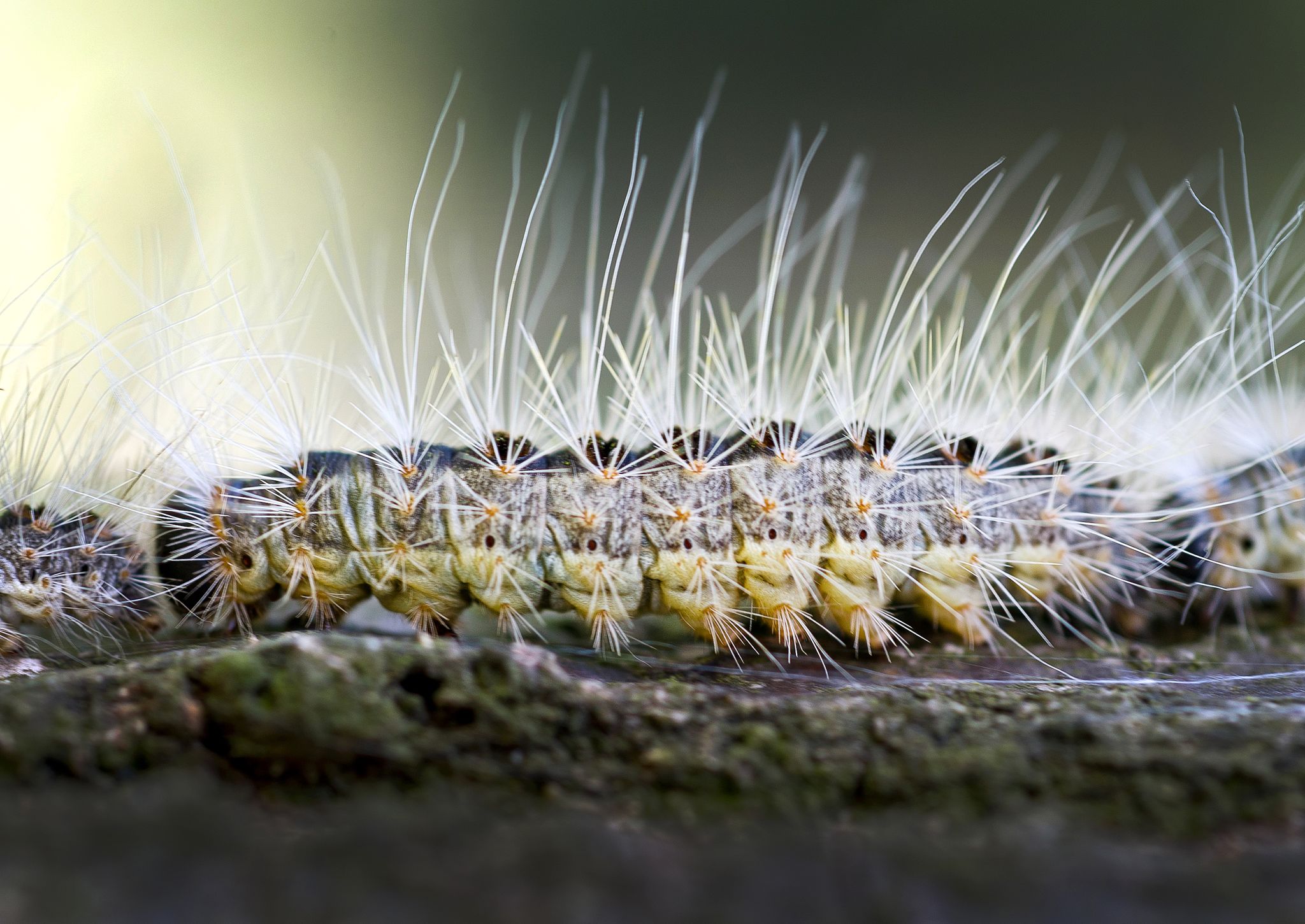Eichenprozessionsspinner