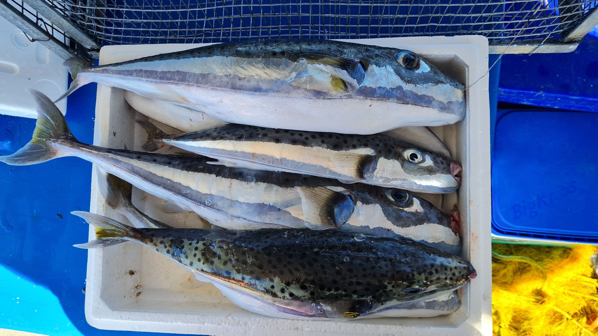 Jagd auf giftigen Hasenkopf-Kugelfisch in Griechenland