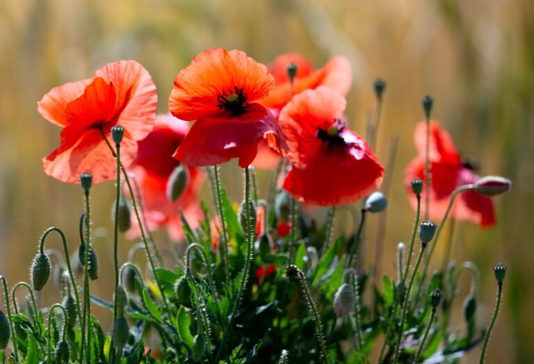 Mohnblumen in einem Feld