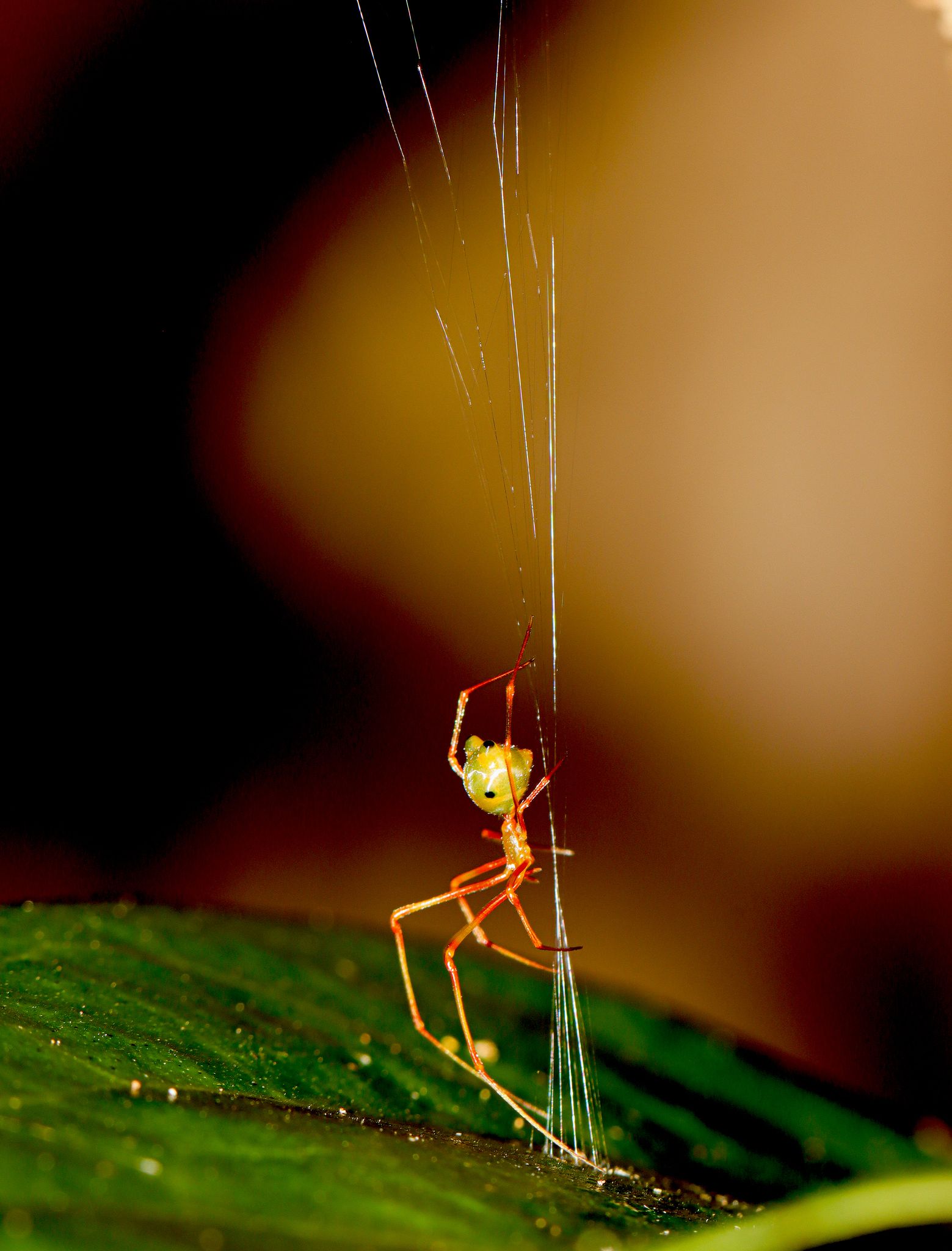 Spinne katapultiert Ameisen in ihr Netz