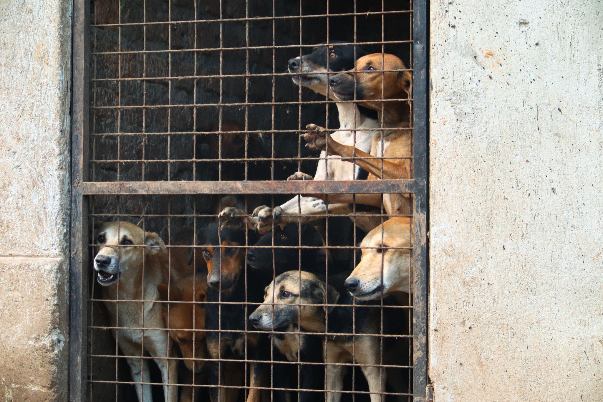 Missbrauchte Hunde in Uganda