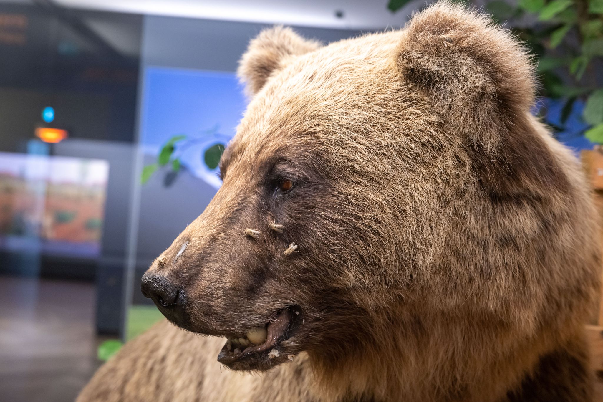 Braunbär Bruno