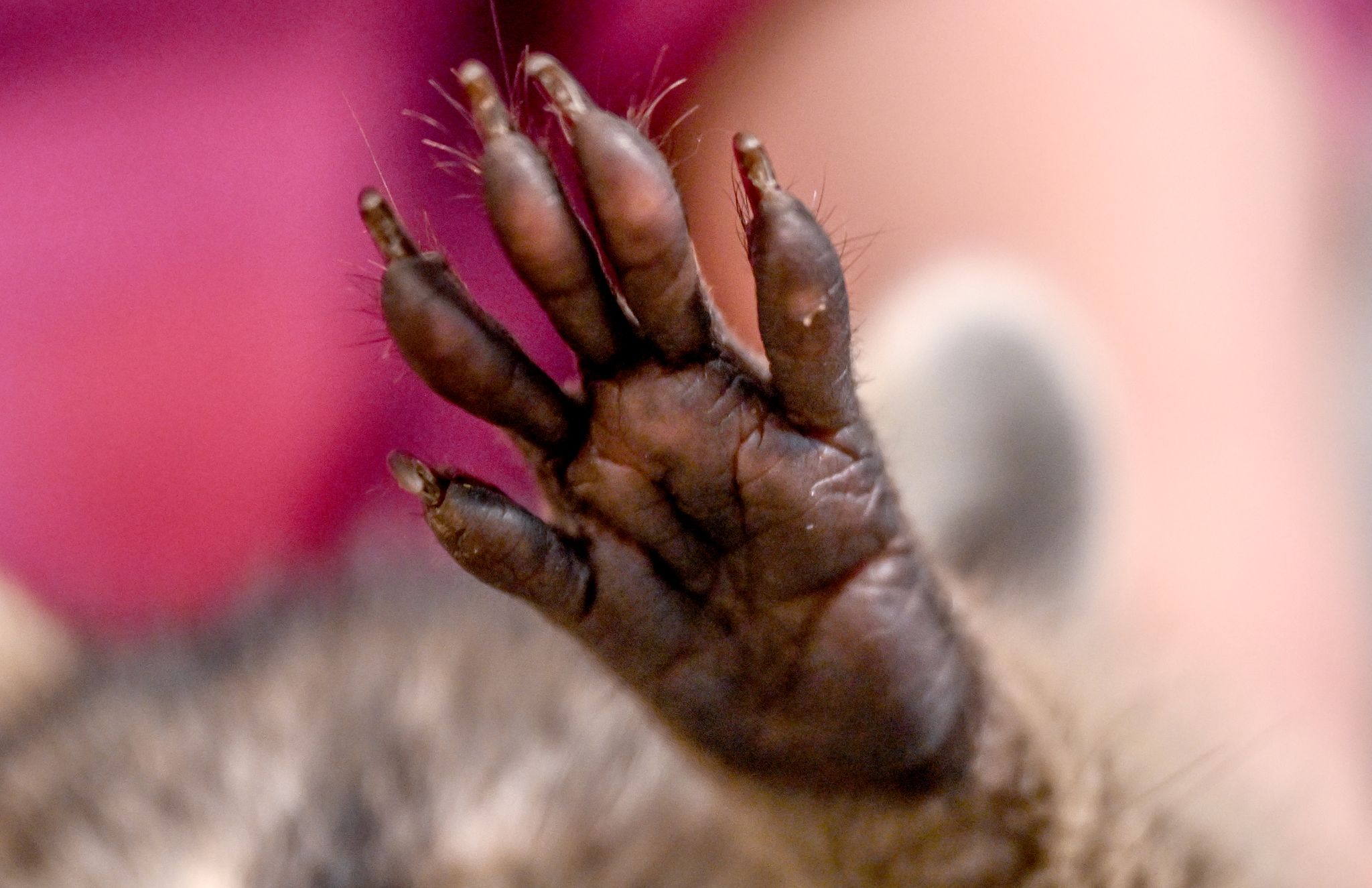 Waschbär