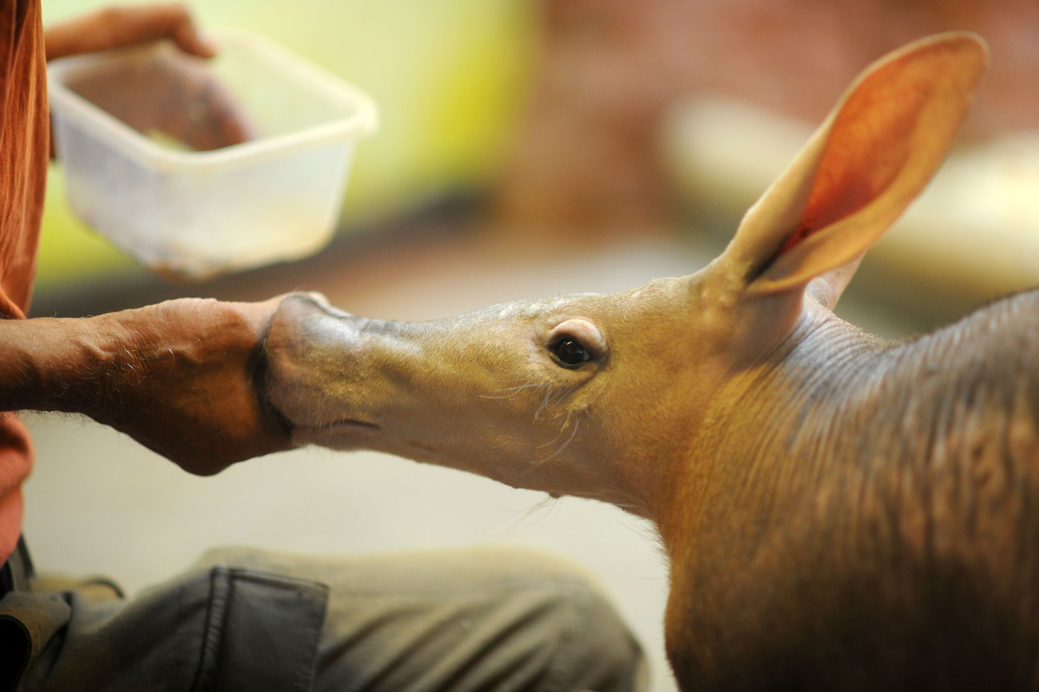 Wochenende der Insektenfresser im Prager Zoo