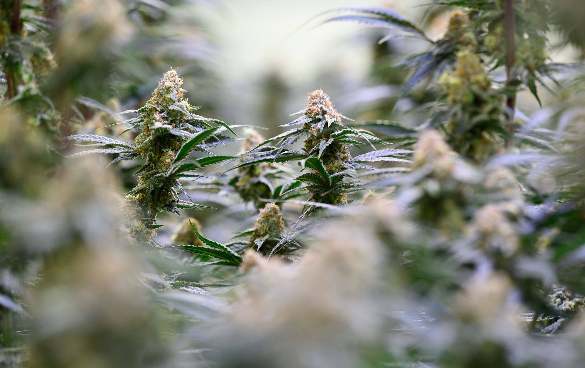 Medizinisches Cannabis