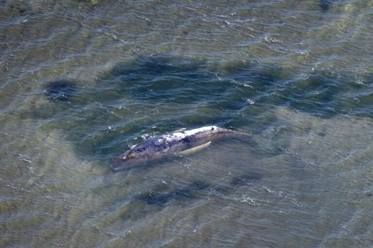 Weitere Entwicklung zum Buckelwal in der Ostsee
