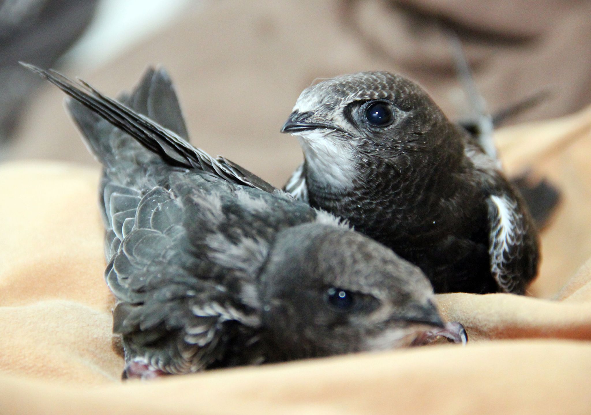 Vogelküken stürzen sich aus heißen Nestern