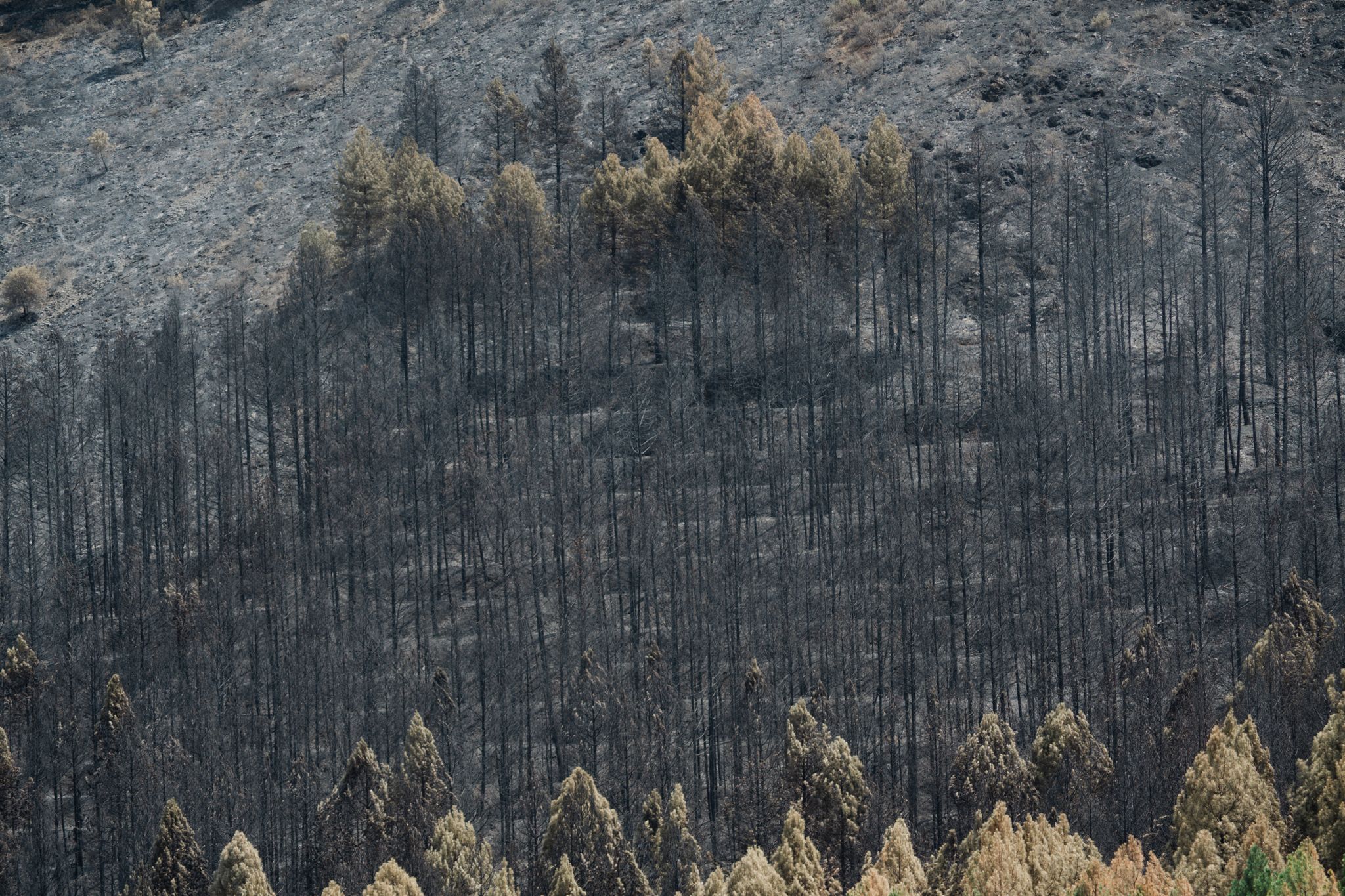Waldbrände in Spanien