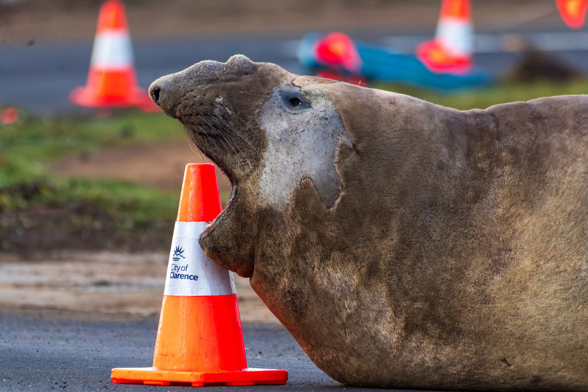«Neil the Seal» in Tasmanien