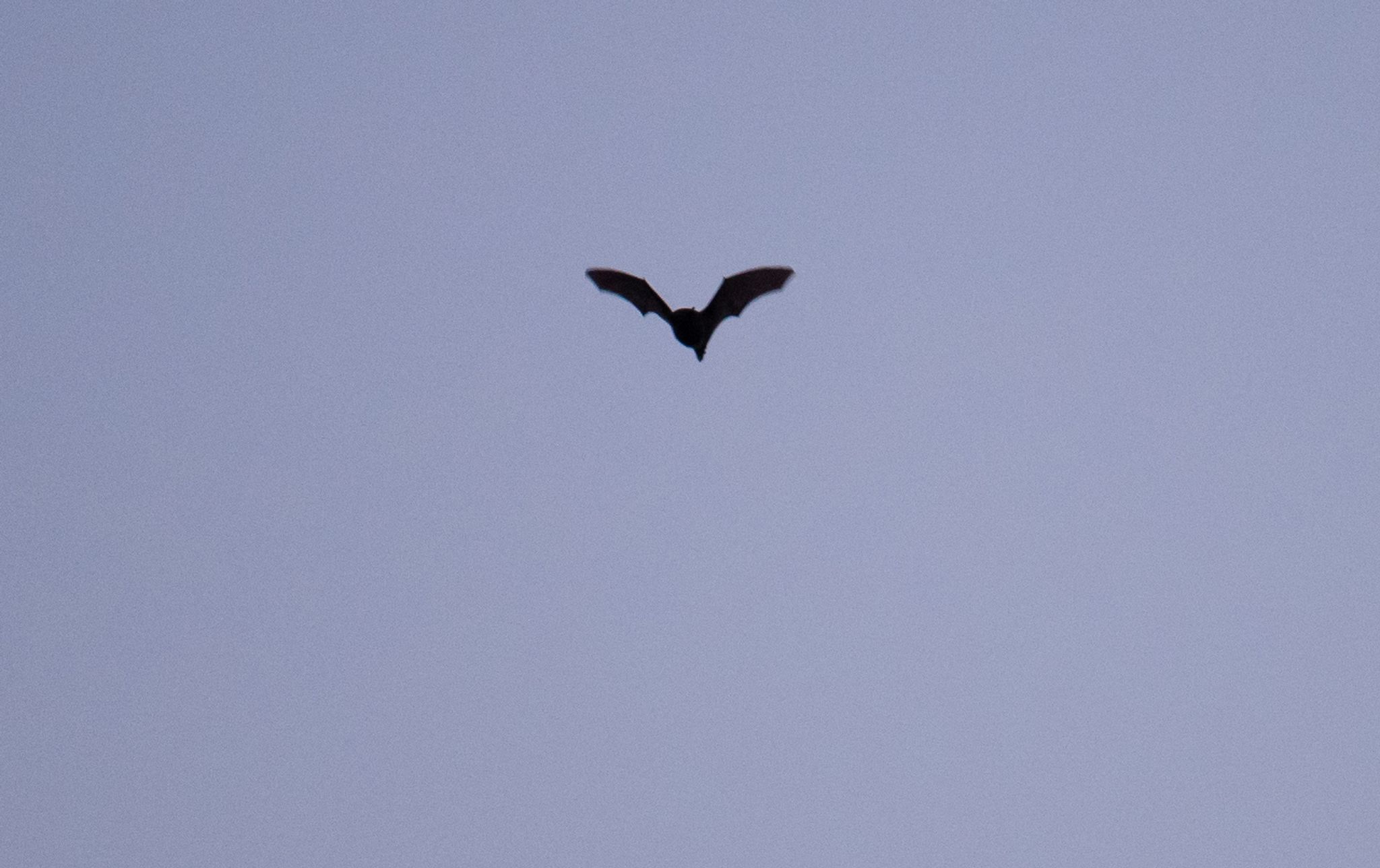 Fledermaus