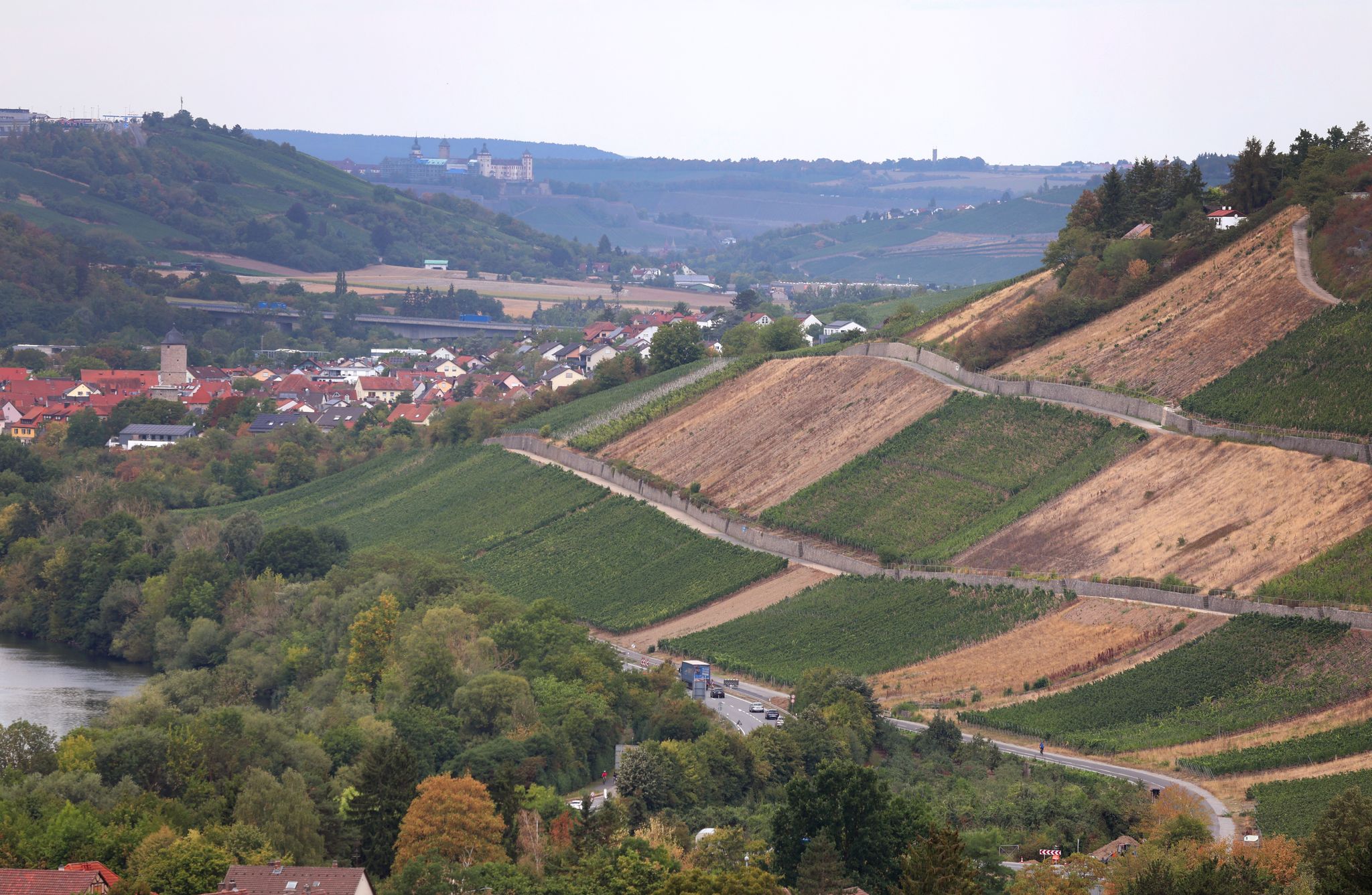 Frankenwein