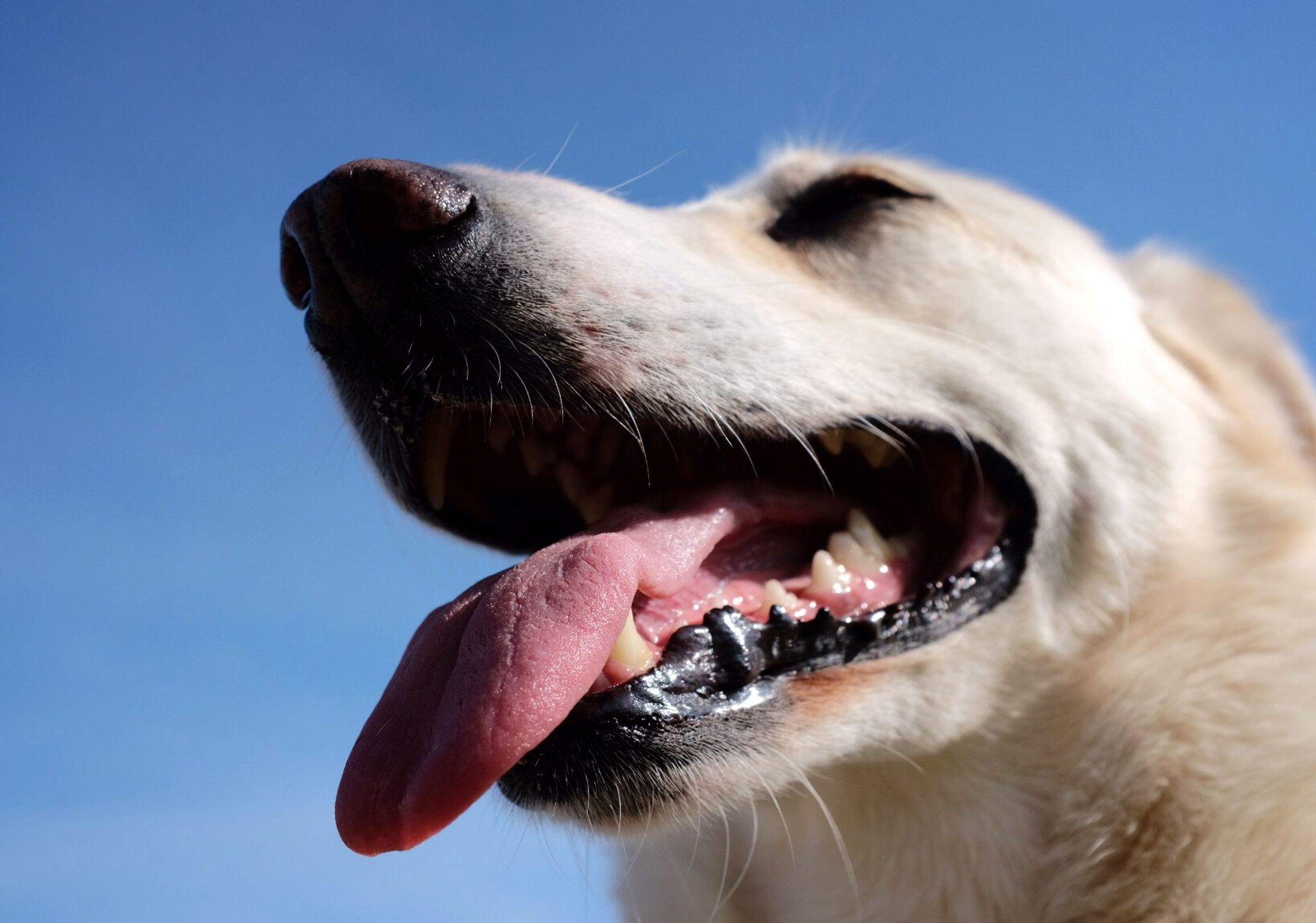 Hechelnder Hund