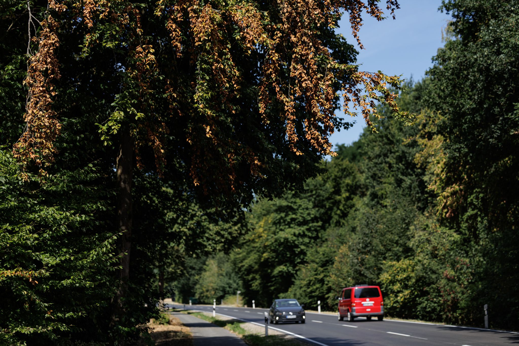 Bäume leiden unter Trockenheit