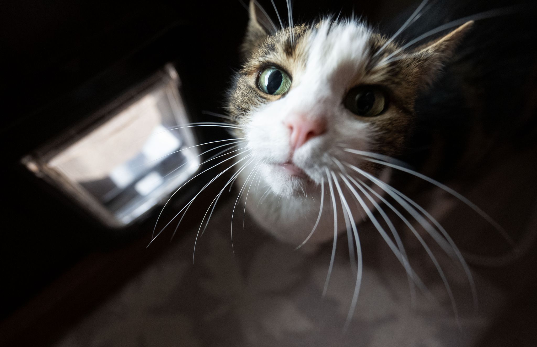 Schlaue Mieze oder smarte Katzenklappe?
