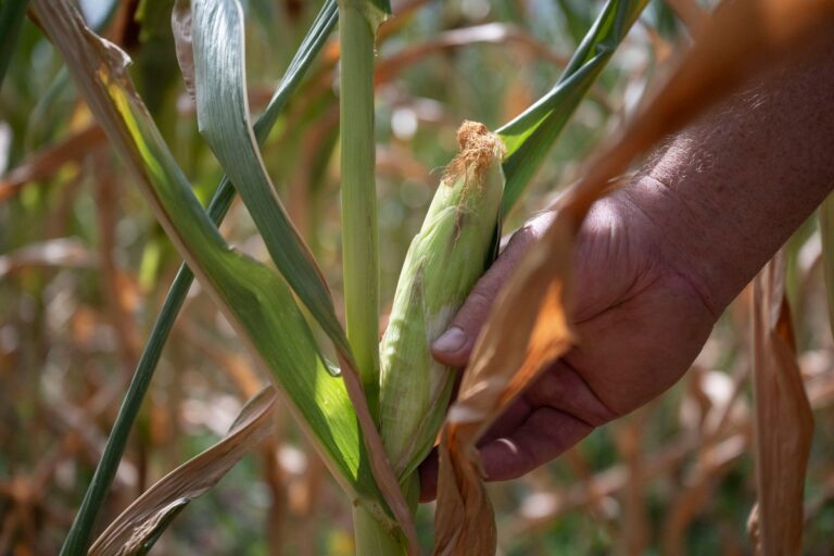Trockenheit in der Landwirtschaft