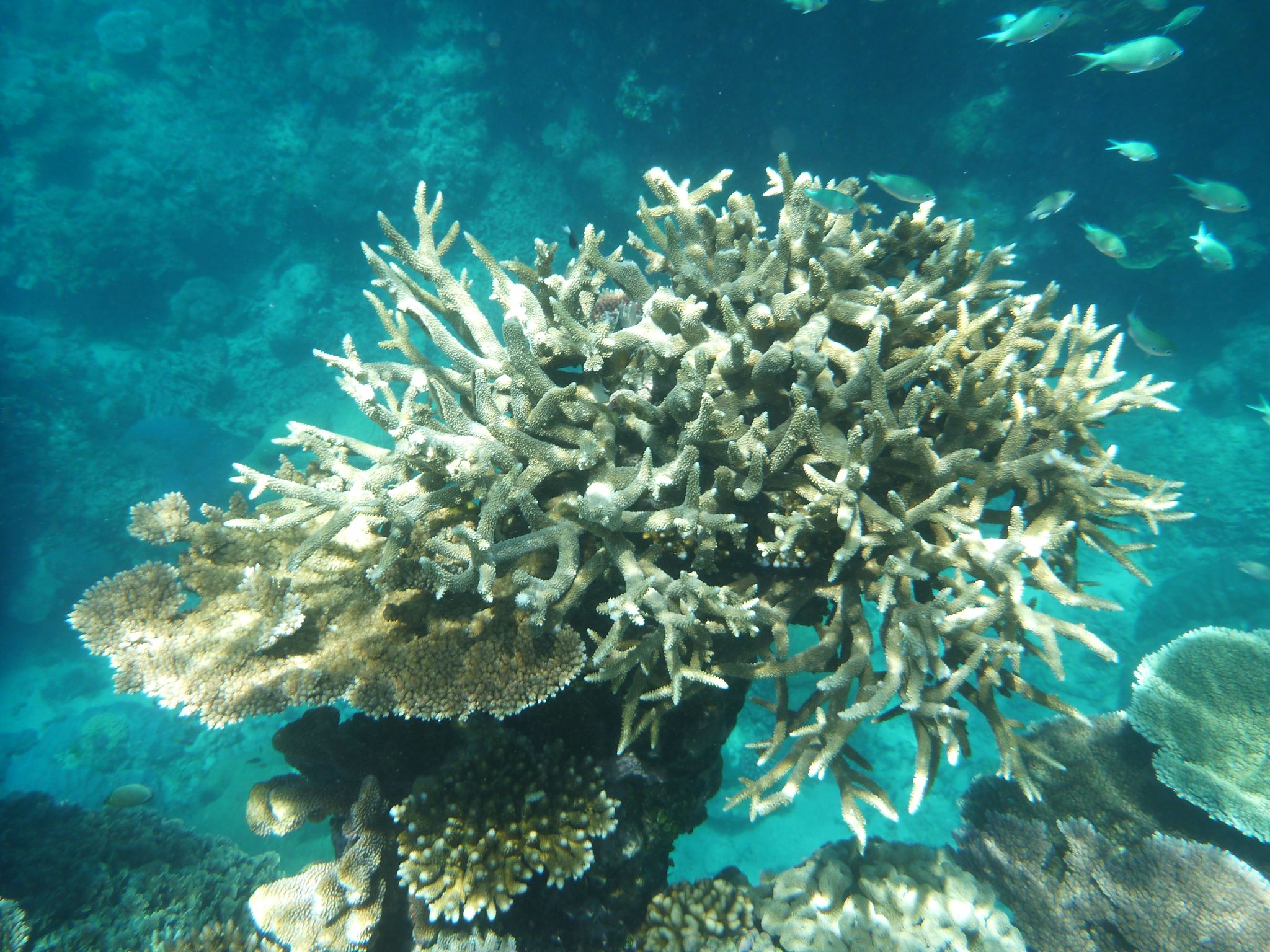 Great Barrier Reef in Australien