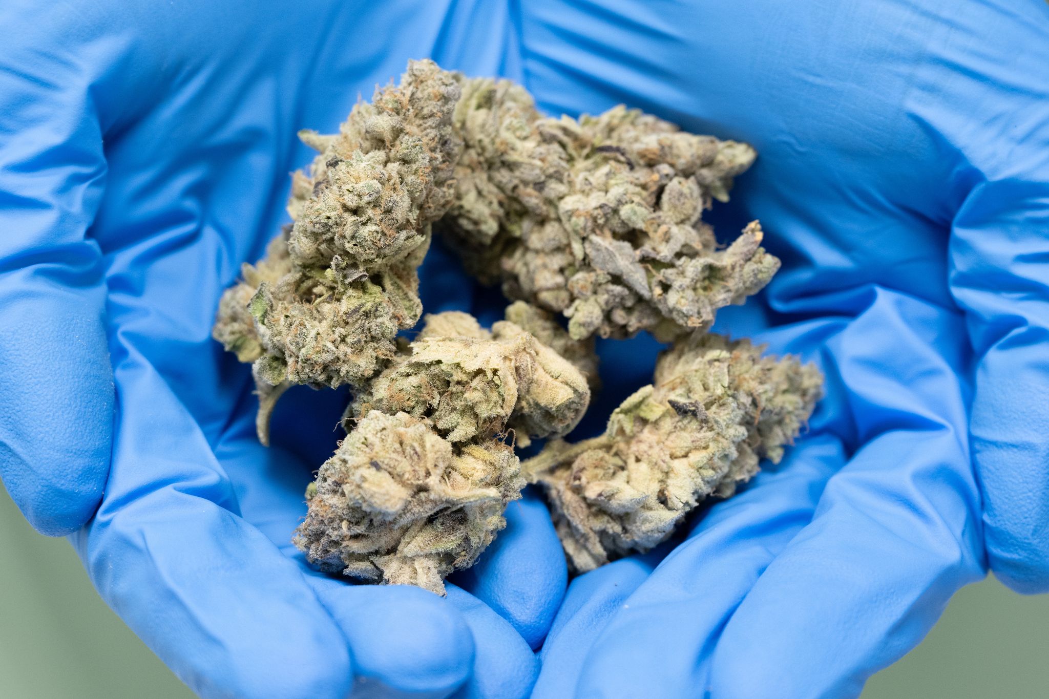Cannabis-Zucht
