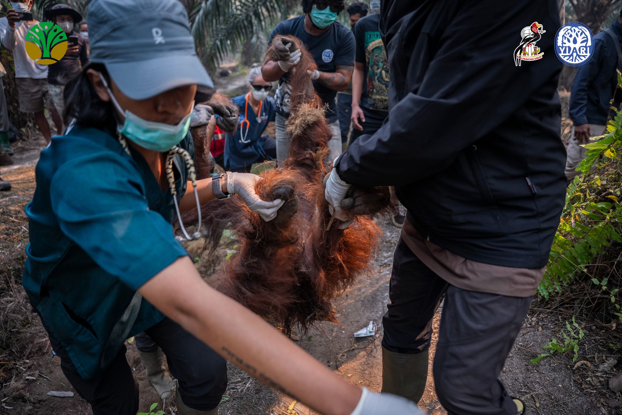 Orang-Utans auf Borneo