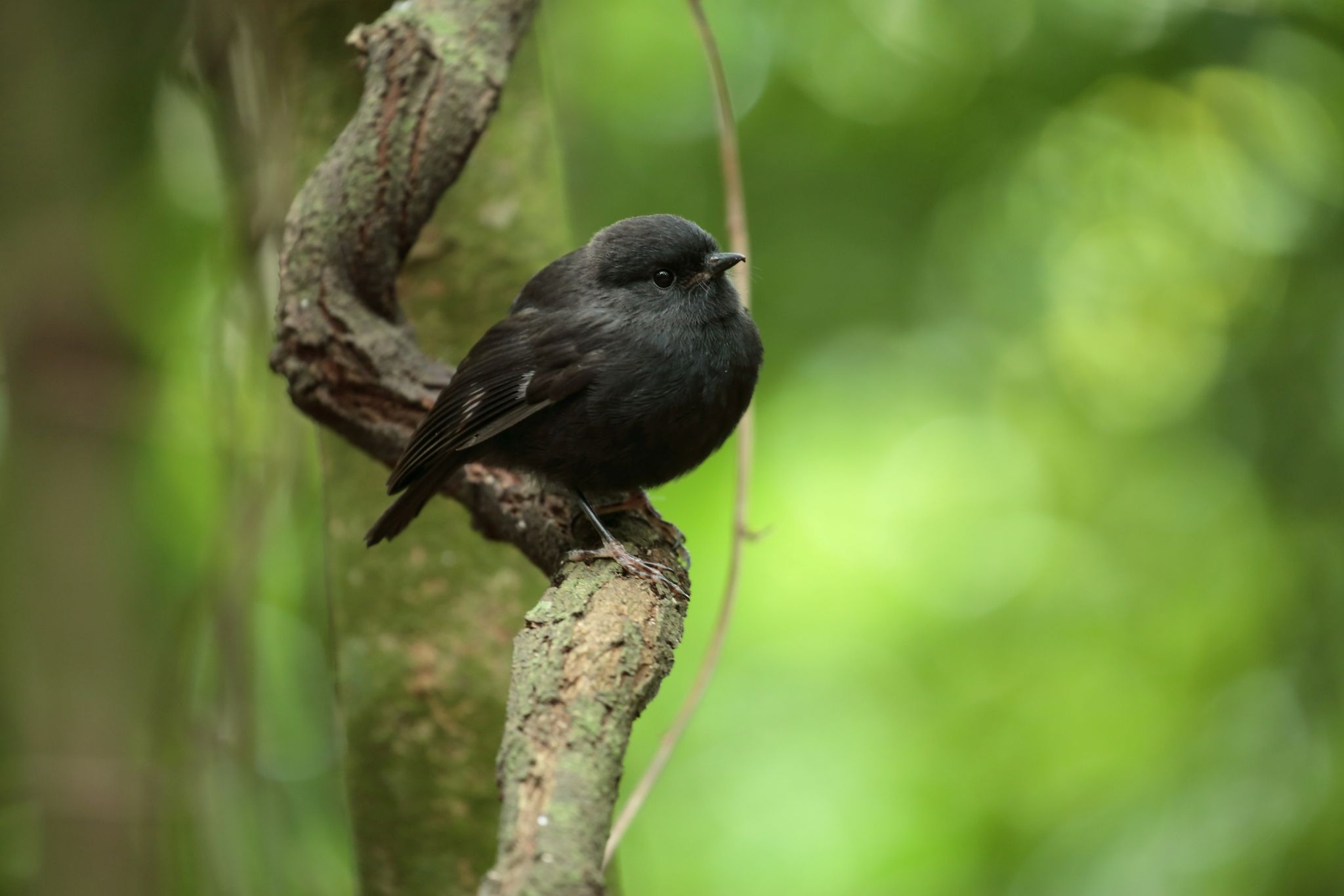 Chathamschnäpper ist Vogel des Jahres in Neuseeland
