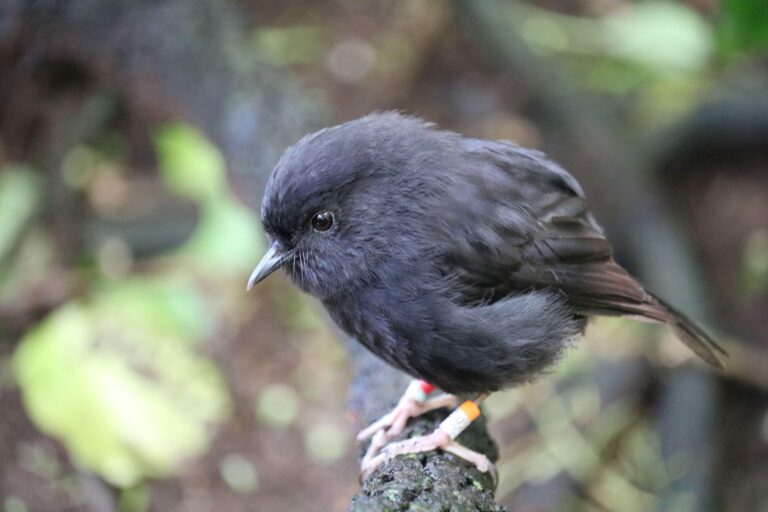 Chathamschnäpper ist Vogel des Jahres in Neuseeland