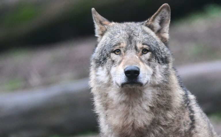 Wolf