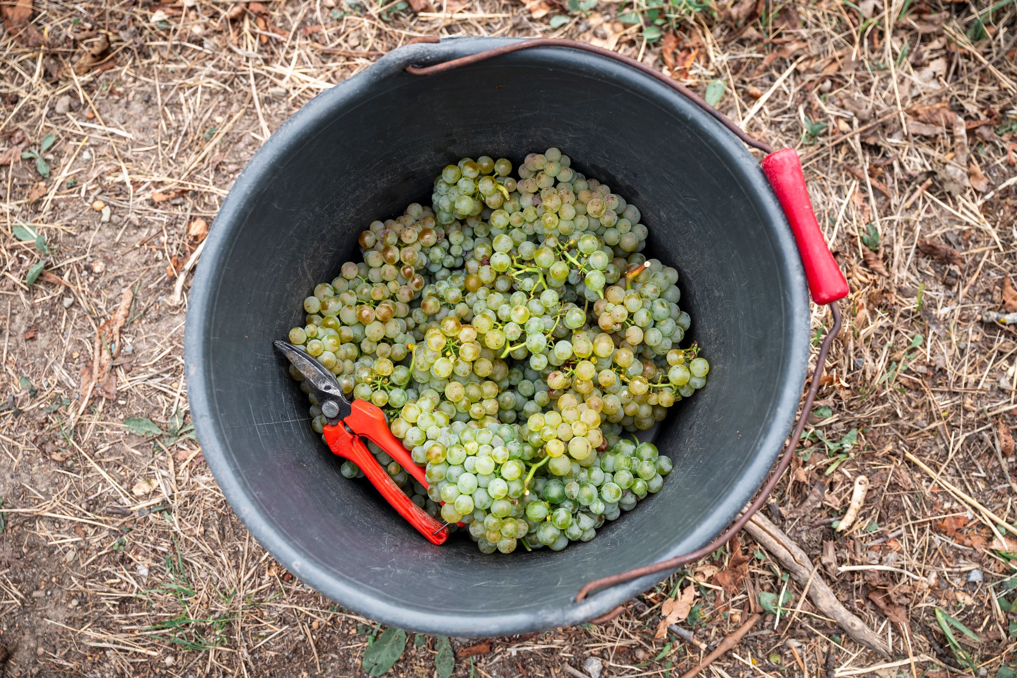 Weinlese in Bayern