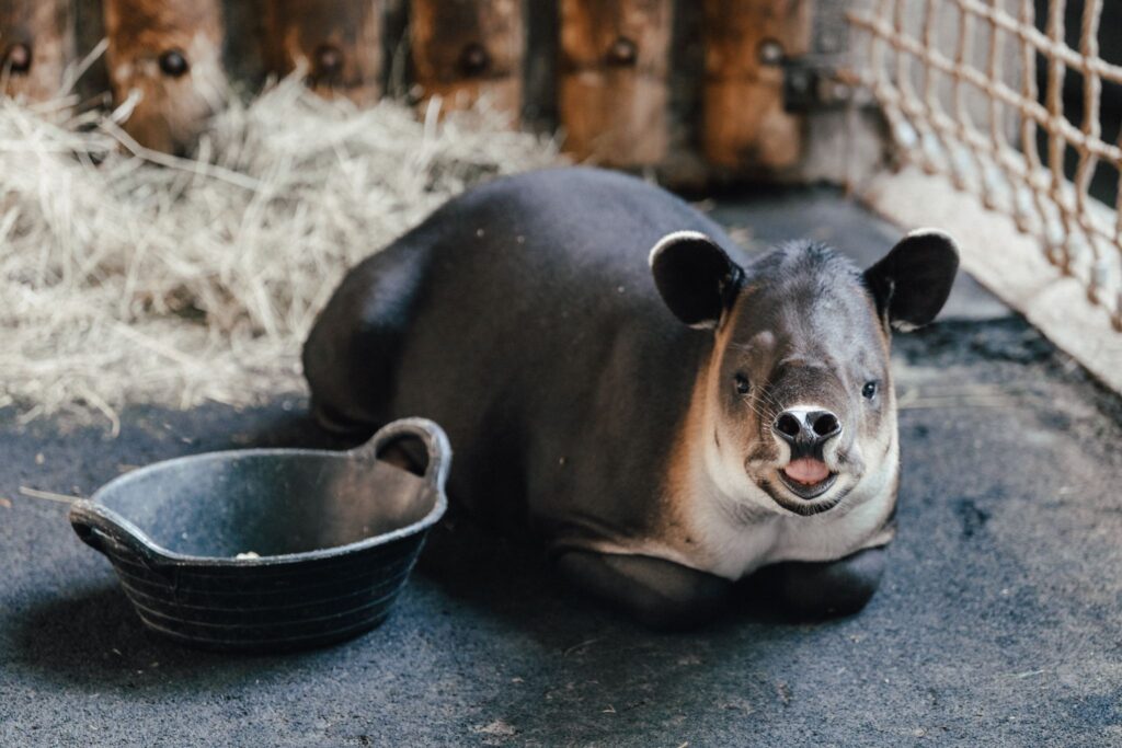 Mittelamerikanischer Tapir