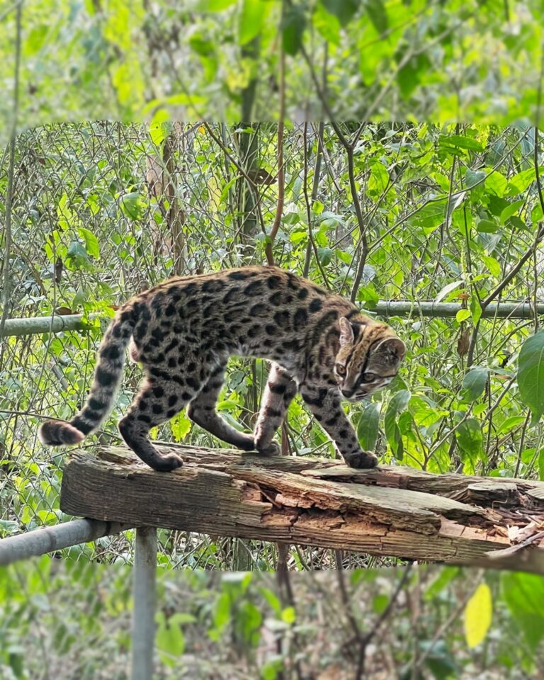 Neue Katzenart in Bolivien entdeckt