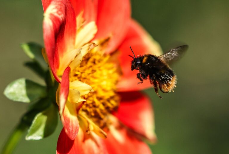 Hummel