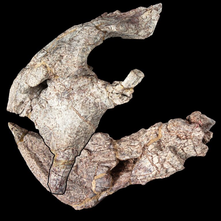 Neue Dinosaurier-Art aus dem heutigen Tansania beschrieben