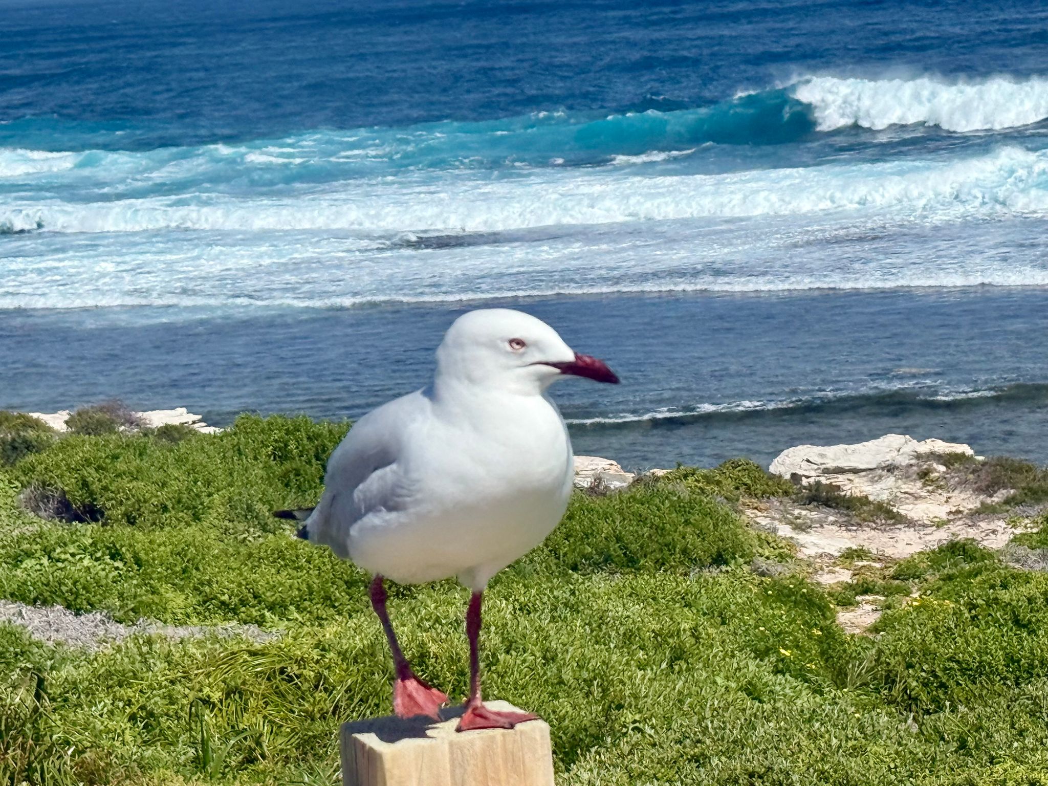 Australische Silberkopfmöwen - Vogelgrippe in Australien