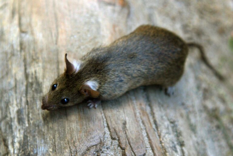 Ratte