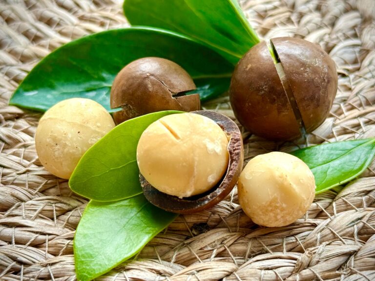 Macadamia-Nüsse