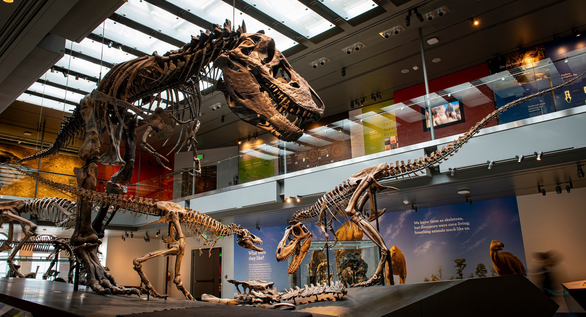 Zahnanalyse bestätigt: Der T. rex war Warmblüter