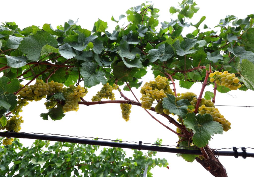 Frankenwein