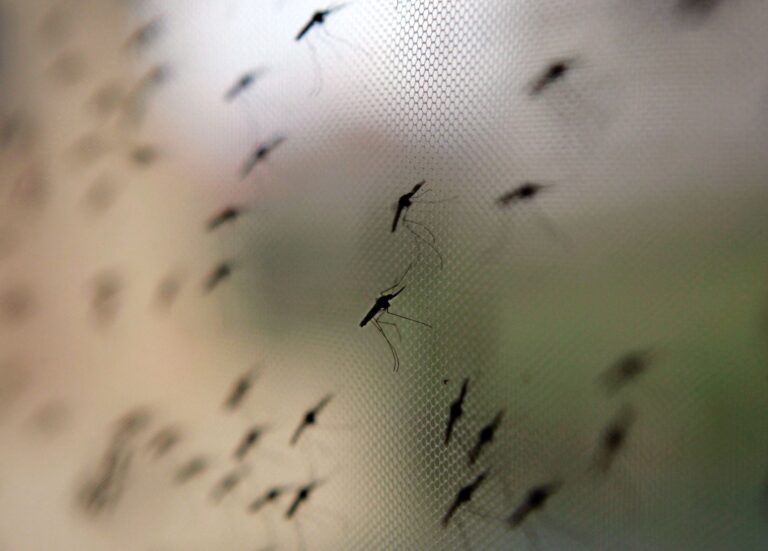 Malaria